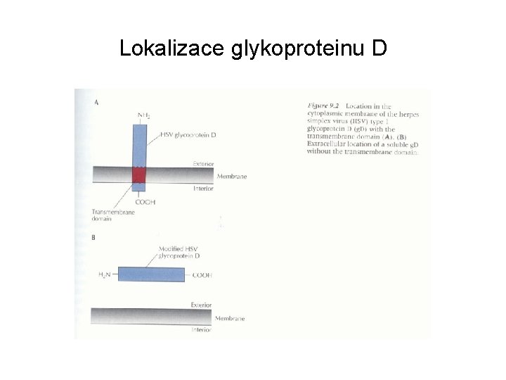 Lokalizace glykoproteinu D 