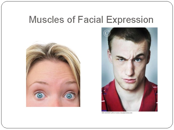 Muscles of Facial Expression 