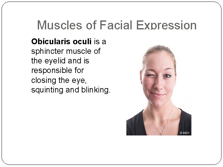 Muscles of Facial Expression Obicularis oculi is a sphincter muscle of the eyelid and