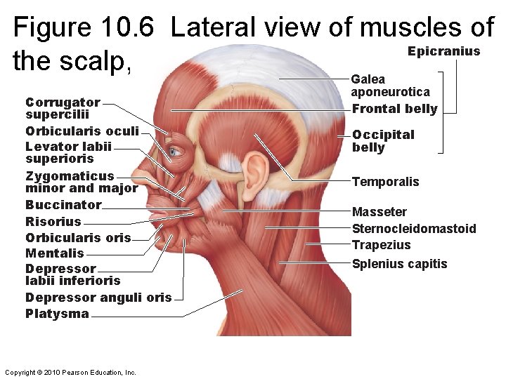 Figure 10. 6 Lateral view of muscles of Epicranius the scalp, face, and neck.