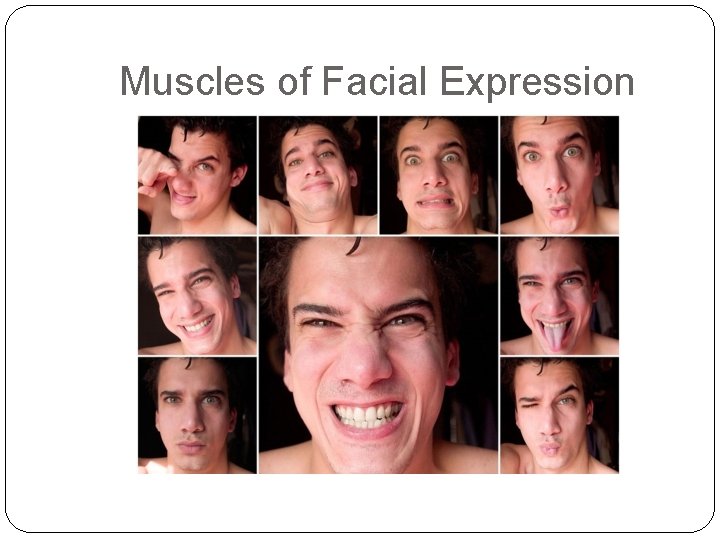 Muscles of Facial Expression 