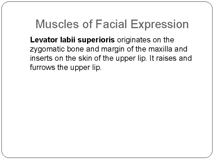 Muscles of Facial Expression Levator labii superioris originates on the zygomatic bone and margin