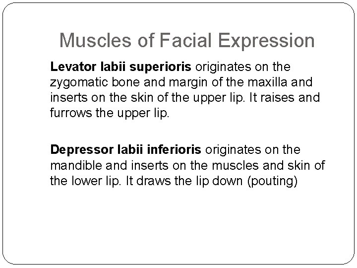 Muscles of Facial Expression Levator labii superioris originates on the zygomatic bone and margin