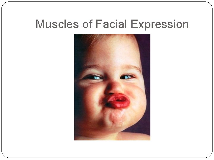 Muscles of Facial Expression 