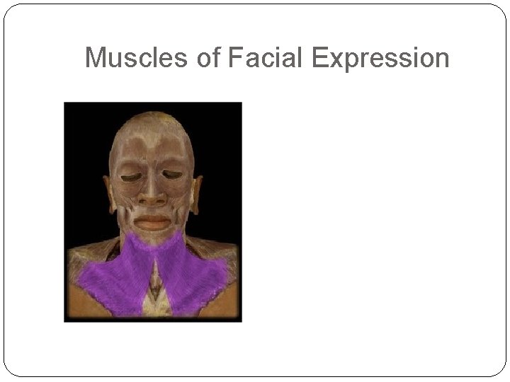 Muscles of Facial Expression 