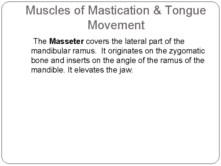 Muscles of Mastication & Tongue Movement The Masseter covers the lateral part of the