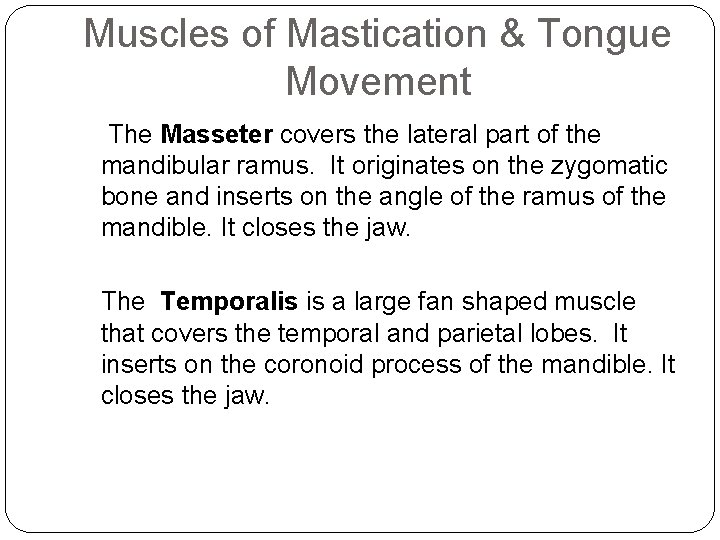 Muscles of Mastication & Tongue Movement The Masseter covers the lateral part of the