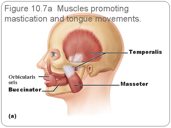 Figure 10. 7 a Muscles promoting mastication and tongue movements. Temporalis Orbicularis oris Buccinator
