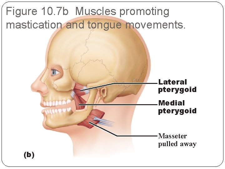 Figure 10. 7 b Muscles promoting mastication and tongue movements. Lateral pterygoid Medial pterygoid
