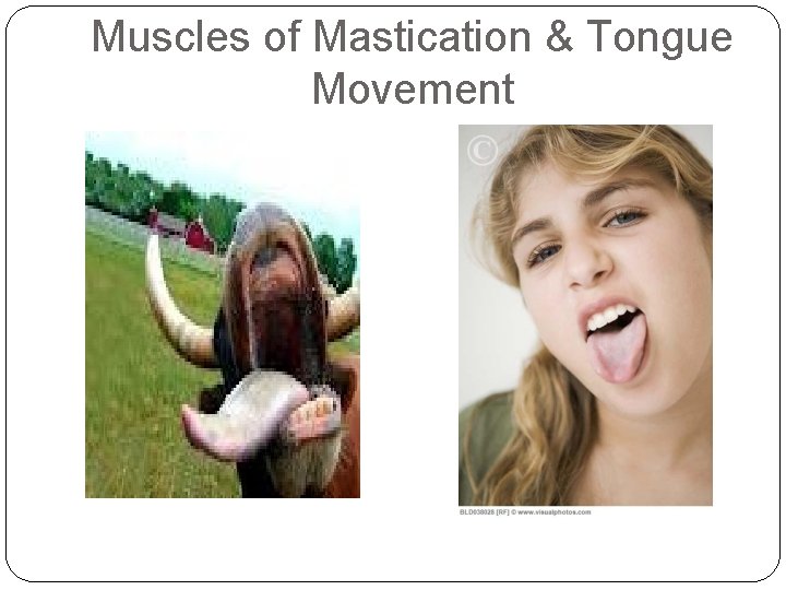 Muscles of Mastication & Tongue Movement 