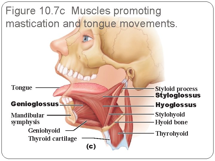 Figure 10. 7 c Muscles promoting mastication and tongue movements. Tongue Styloid process Styloglossus