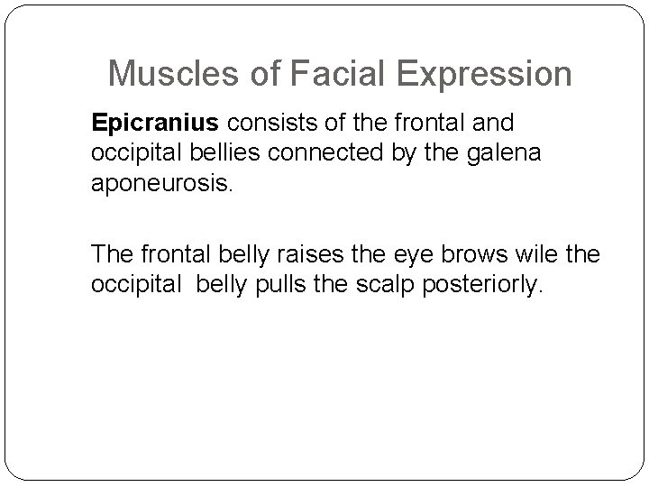 Muscles of Facial Expression Epicranius consists of the frontal and occipital bellies connected by