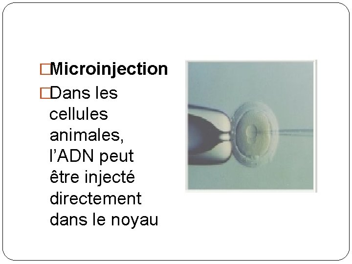 �Microinjection �Dans les cellules animales, l’ADN peut être injecté directement dans le noyau 