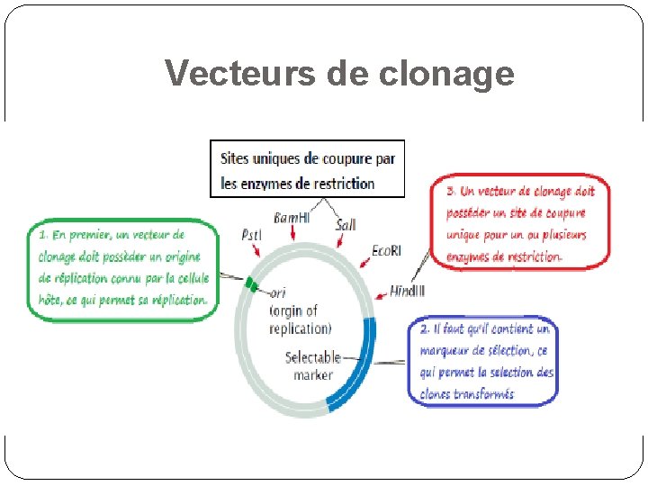 Vecteurs de clonage 