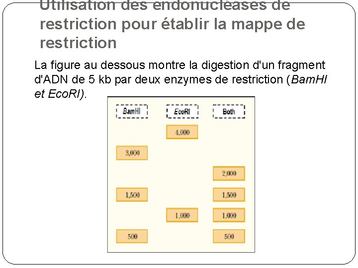 Utilisation des endonucléases de restriction pour établir la mappe de restriction La figure au