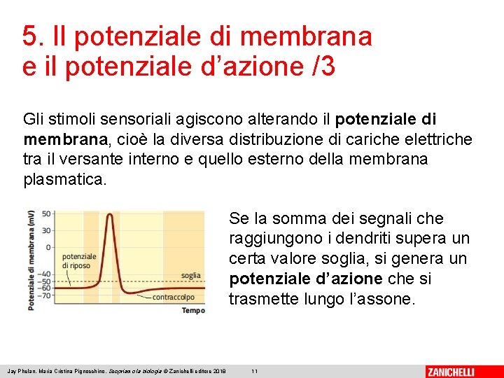 5. Il potenziale di membrana e il potenziale d’azione /3 Gli stimoli sensoriali agiscono