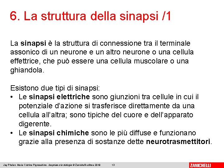 6. La struttura della sinapsi /1 La sinapsi è la struttura di connessione tra