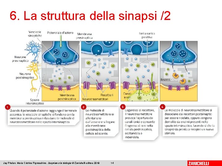 6. La struttura della sinapsi /2 Jay Phelan, Maria Cristina Pignocchino, Scopriamo la biologia