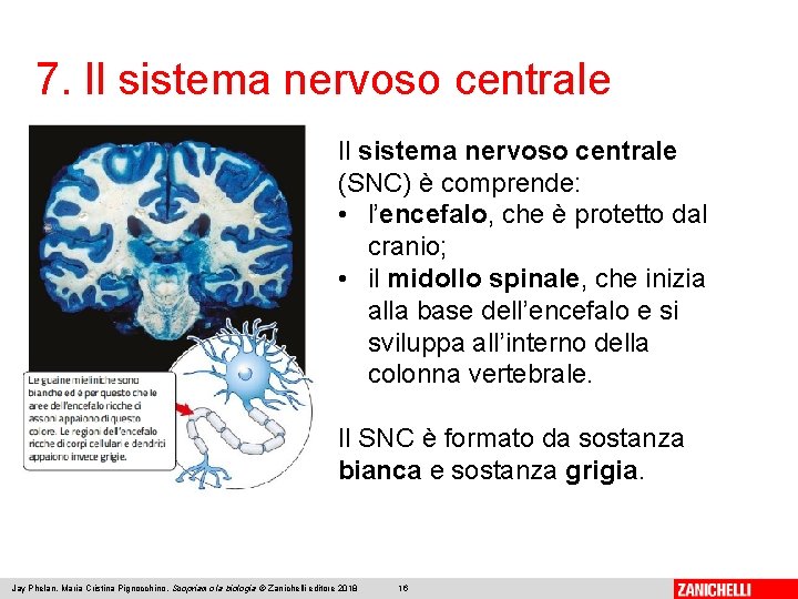 7. Il sistema nervoso centrale (SNC) è comprende: • l’encefalo, che è protetto dal