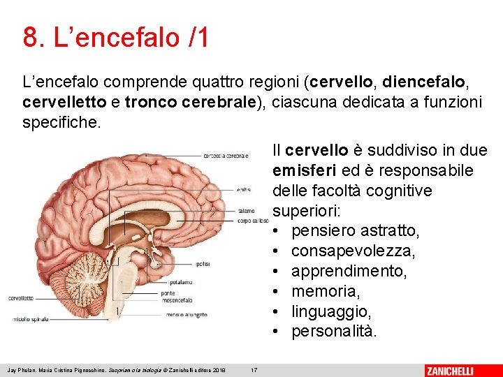 8. L’encefalo /1 L’encefalo comprende quattro regioni (cervello, diencefalo, cervelletto e tronco cerebrale), ciascuna