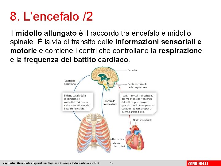 8. L’encefalo /2 Il midollo allungato è il raccordo tra encefalo e midollo spinale.