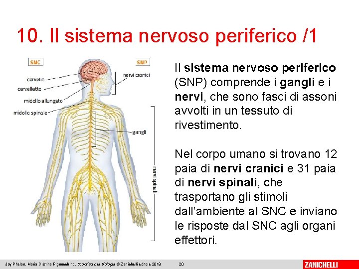 10. Il sistema nervoso periferico /1 Il sistema nervoso periferico (SNP) comprende i gangli