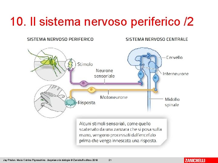 10. Il sistema nervoso periferico /2 Jay Phelan, Maria Cristina Pignocchino, Scopriamo la biologia