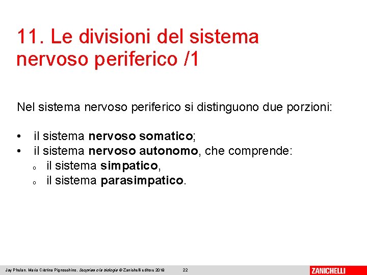 11. Le divisioni del sistema nervoso periferico /1 Nel sistema nervoso periferico si distinguono