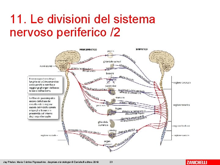 11. Le divisioni del sistema nervoso periferico /2 Jay Phelan, Maria Cristina Pignocchino, Scopriamo