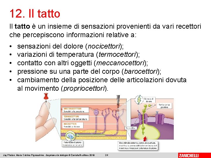 12. Il tatto è un insieme di sensazioni provenienti da vari recettori che percepiscono