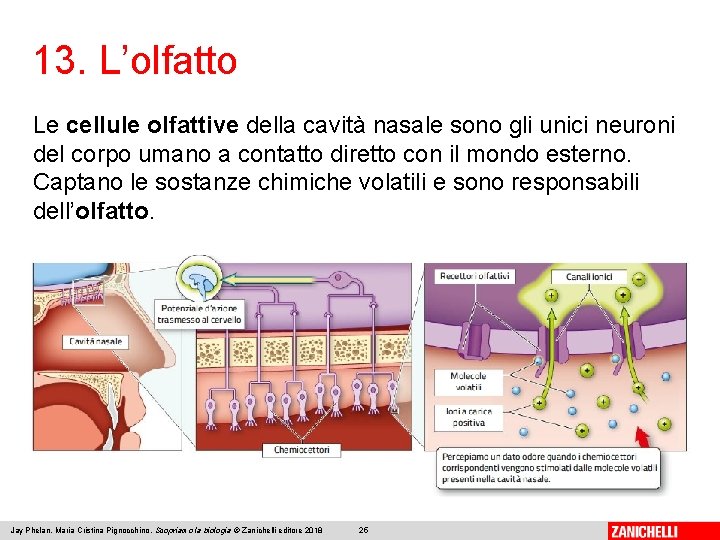 13. L’olfatto Le cellule olfattive della cavità nasale sono gli unici neuroni del corpo