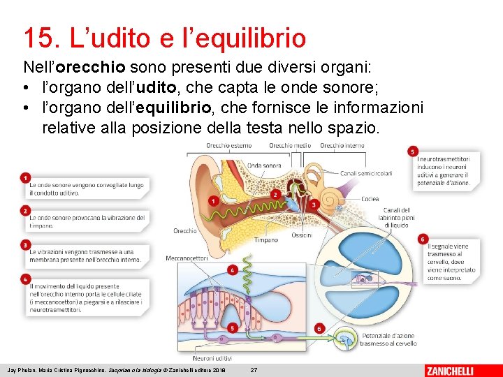 15. L’udito e l’equilibrio Nell’orecchio sono presenti due diversi organi: • l’organo dell’udito, che