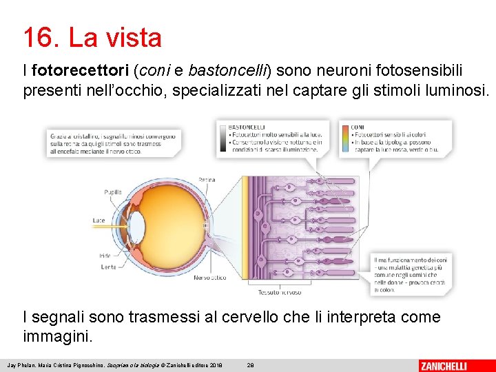 16. La vista I fotorecettori (coni e bastoncelli) sono neuroni fotosensibili presenti nell’occhio, specializzati