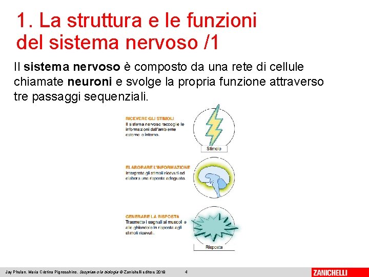 1. La struttura e le funzioni del sistema nervoso /1 Il sistema nervoso è