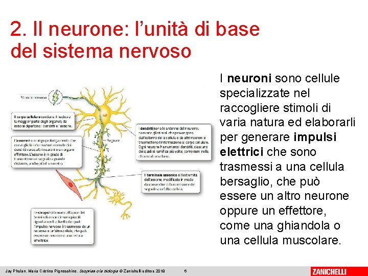 2. Il neurone: l’unità di base del sistema nervoso I neuroni sono cellule specializzate