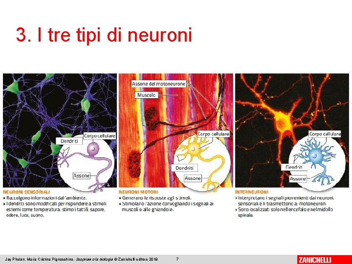 3. I tre tipi di neuroni Jay Phelan, Maria Cristina Pignocchino, Scopriamo la biologia