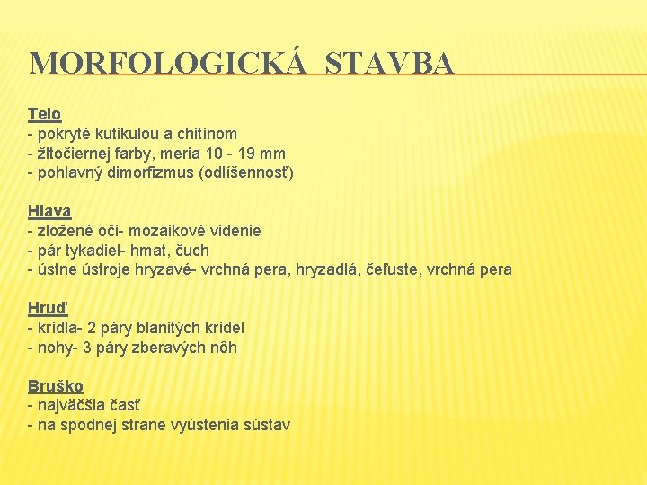 MORFOLOGICKÁ STAVBA Telo - pokryté kutikulou a chitínom - žltočiernej farby, meria 10 -