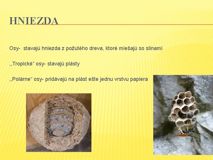 HNIEZDA Osy- stavajú hniezda z požutého dreva, ktoré miešajú so slinami , , Tropické“ HNIEZDA Osy- stavajú hniezda z požutého dreva, ktoré miešajú so slinami , , Tropické“