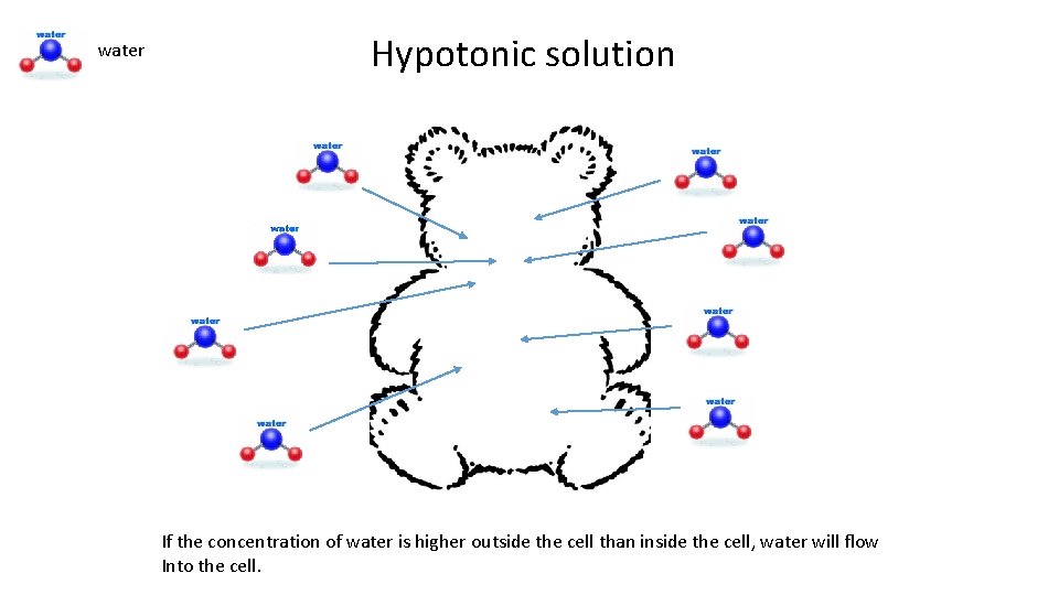 water Hypotonic solution If the concentration of water is higher outside the cell than