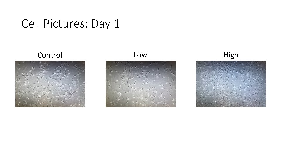 Cell Pictures: Day 1 Control Low High 