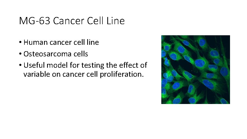 MG-63 Cancer Cell Line • Human cancer cell line • Osteosarcoma cells • Useful