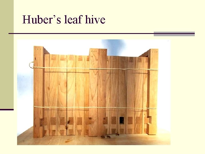 Huber’s leaf hive 