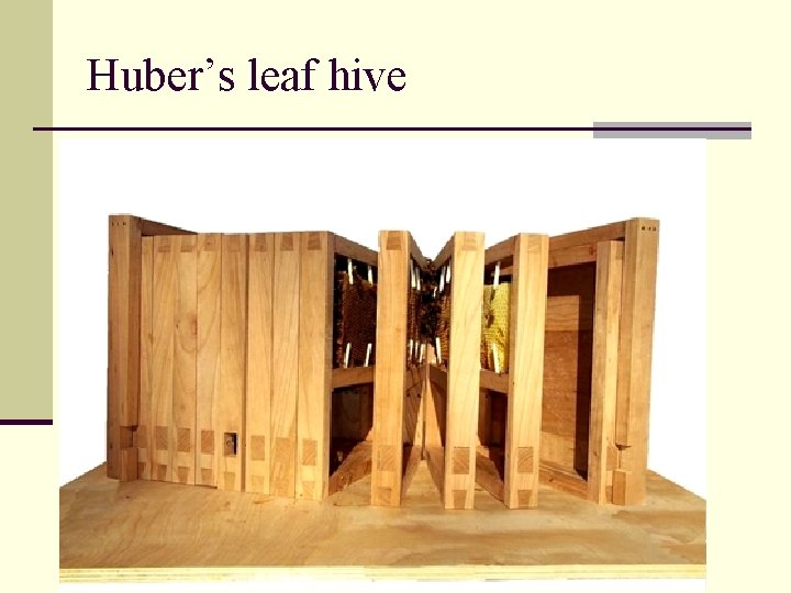 Huber’s leaf hive 