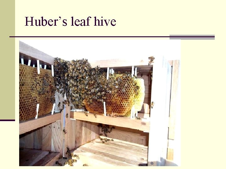Huber’s leaf hive 