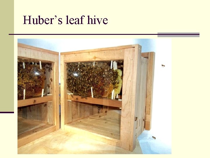 Huber’s leaf hive 