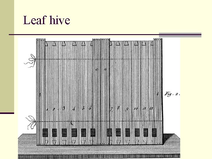 Leaf hive 