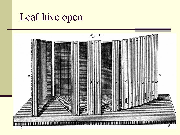 Leaf hive open 