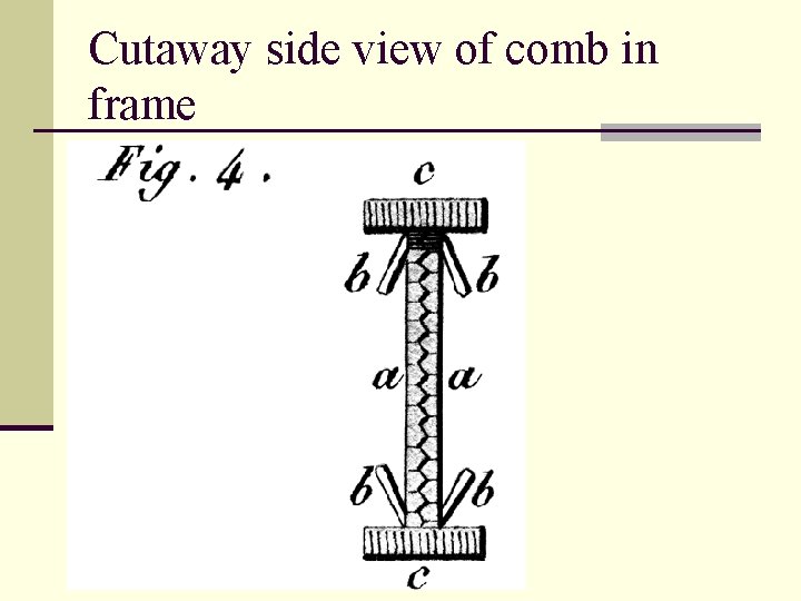 Cutaway side view of comb in frame 