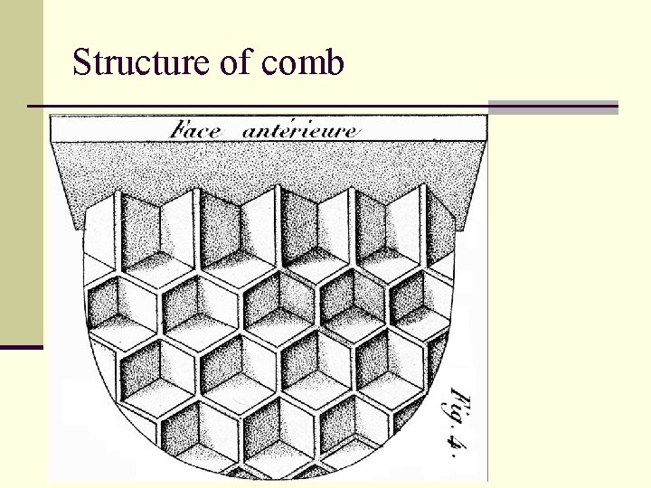 Structure of comb 