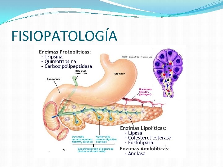 FISIOPATOLOGÍA 